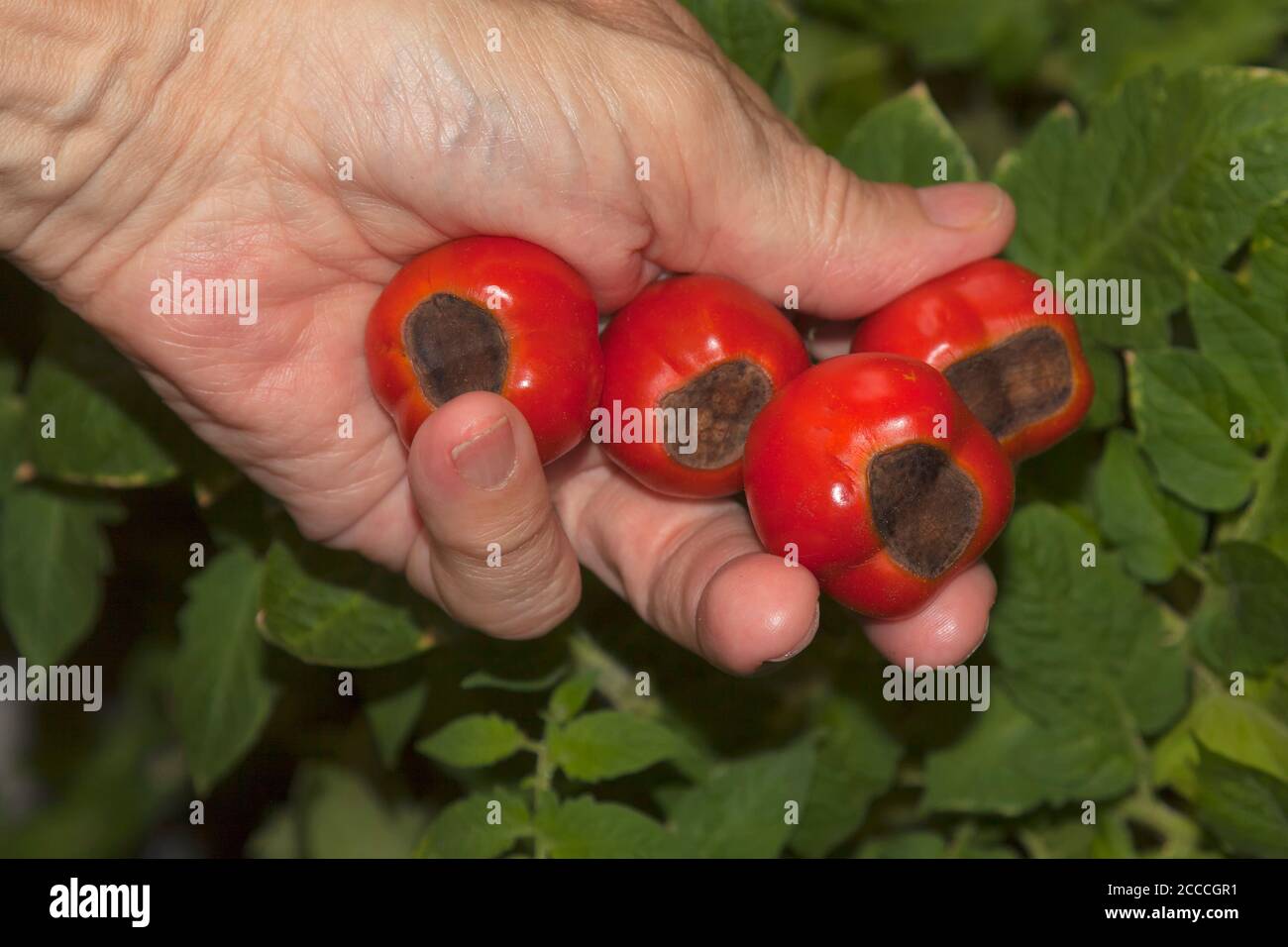 Tomaten die Kraut- und Knollenfäule, verursacht durch Phytophthora infestans Stockfoto