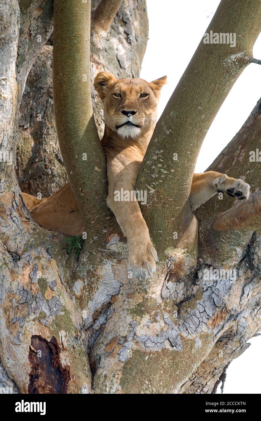 Löwin (Panthera leo), die in Uganda in einem Baum ruht. Aus ihrer Position wach aussehend. Bereit zum Sprung weg. Stockfoto