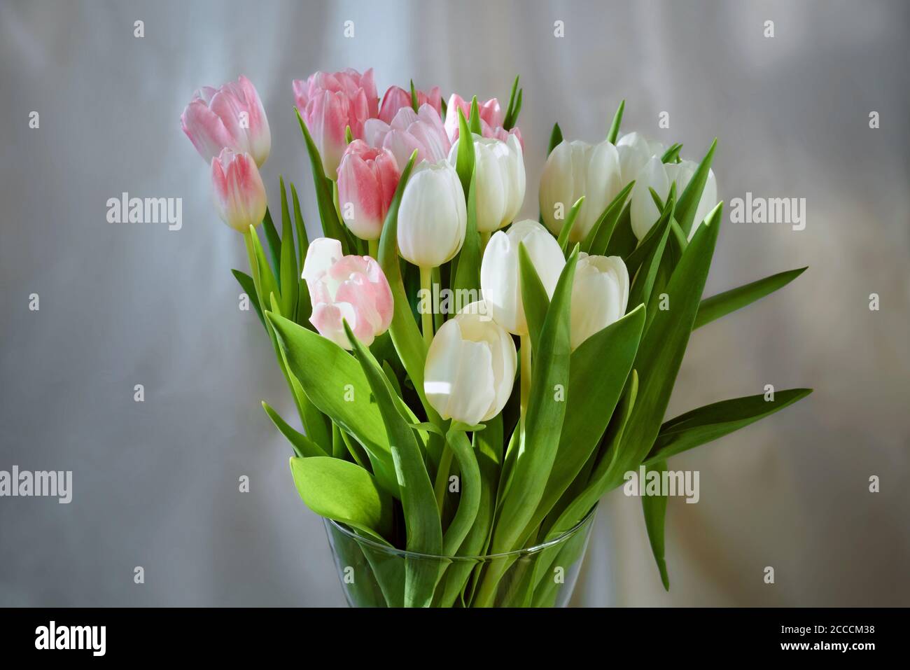 Bouquet von schönen weißen und rosafarbenen Tulpen in Vase in Sonnenlicht, verschwommener Hintergrund, Stillleben Stockfoto