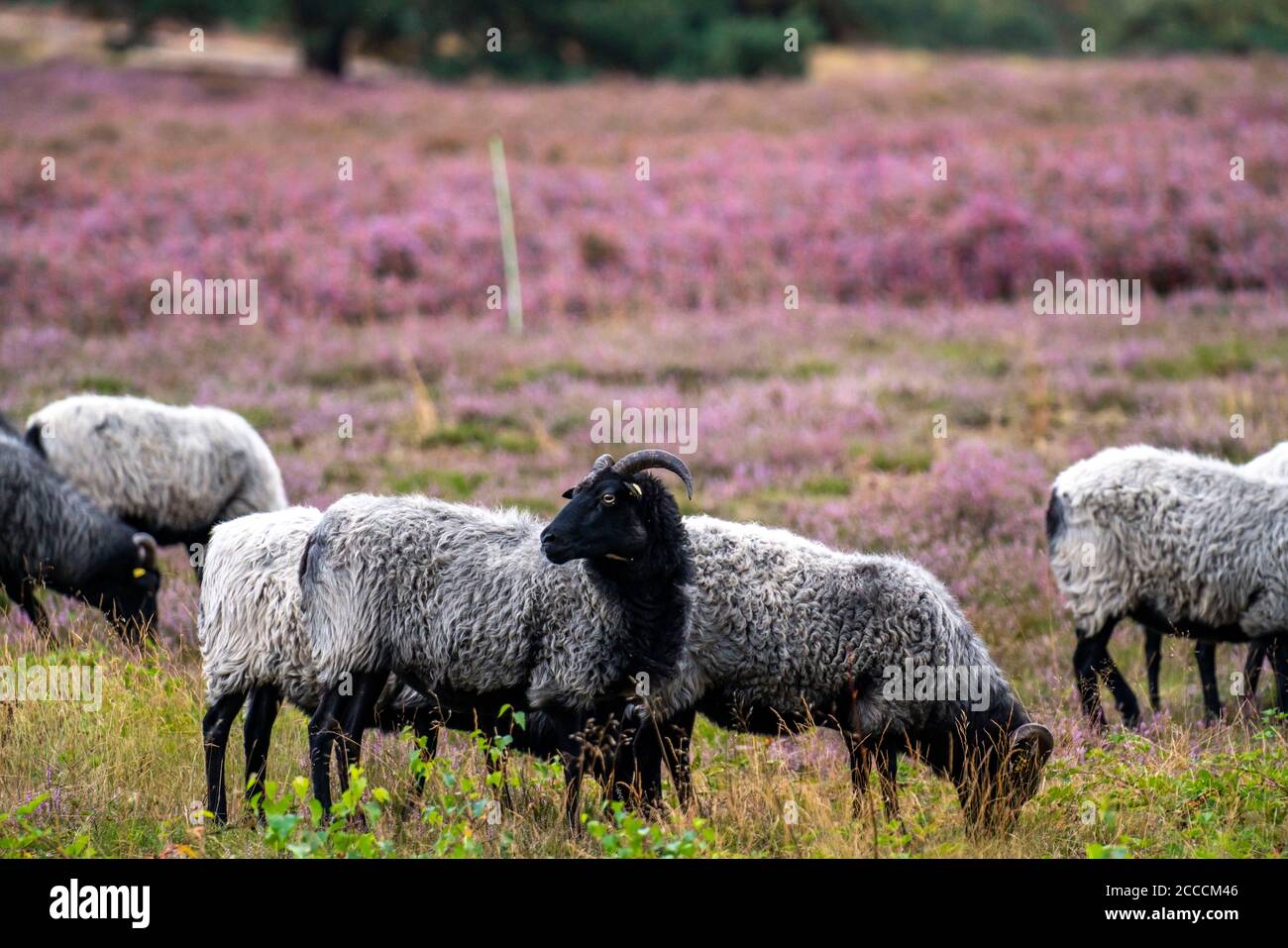 Heidschnucken Schafe weiden in der Westruper Heide, im Naturpark hohe Mark Westmünsterland, bei Haltern am See, Heideblüte, NRW, Deutschland Stockfoto