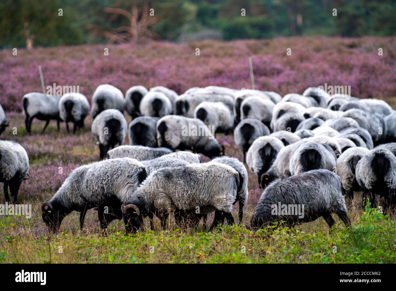 Heidschnucken Schafe weiden in der Westruper Heide, im Naturpark hohe Mark Westmünsterland, bei Haltern am See, Heideblüte, NRW, Deutschland Stockfoto