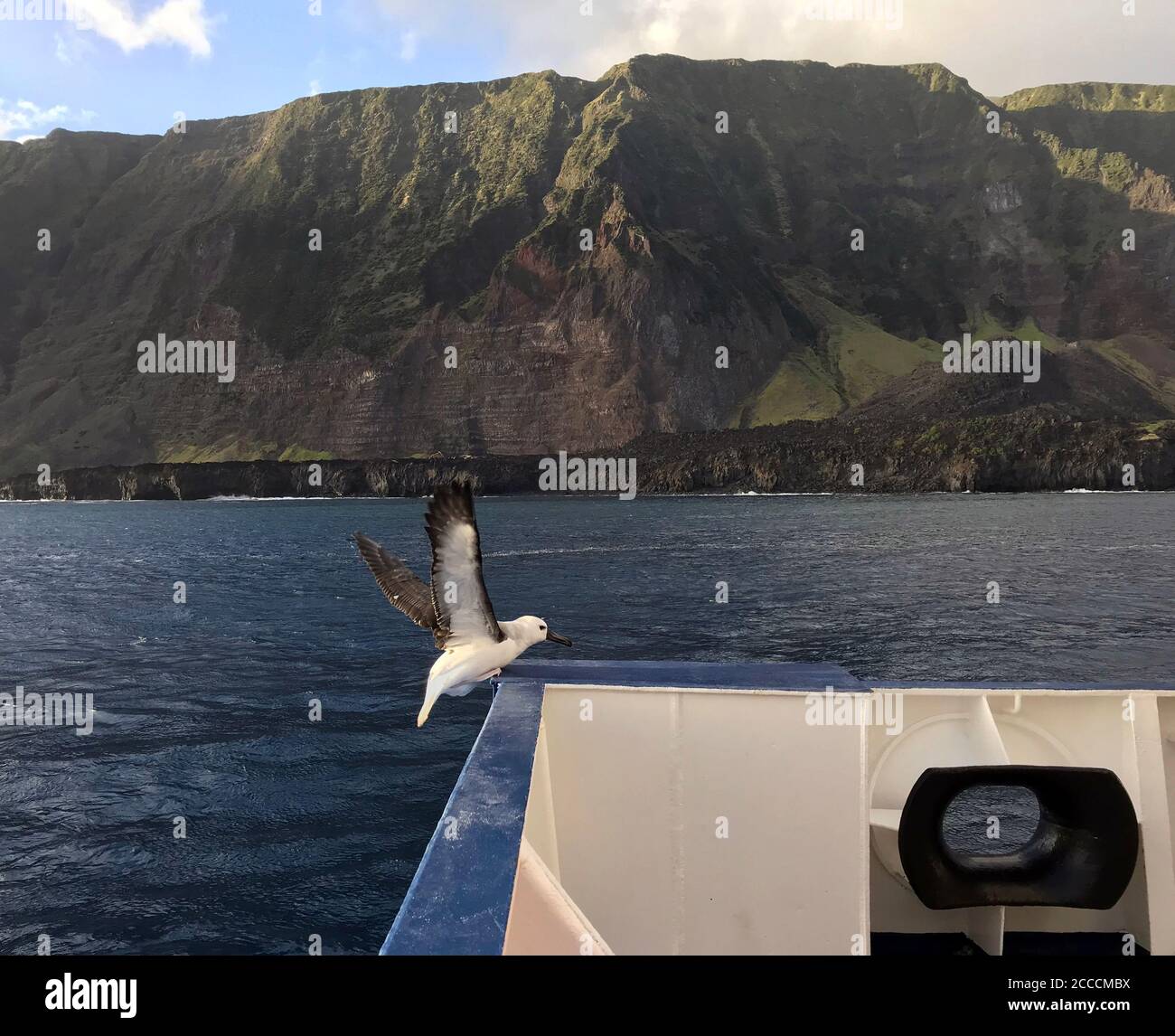 Juveniler Atlantischer Gelbnasenalbatros (Thalassarche chlororhynchos) Klettern auf dem Deck eines Expeditionskreuzfahrtschiffes mit Tristan da Cunha im Stockfoto