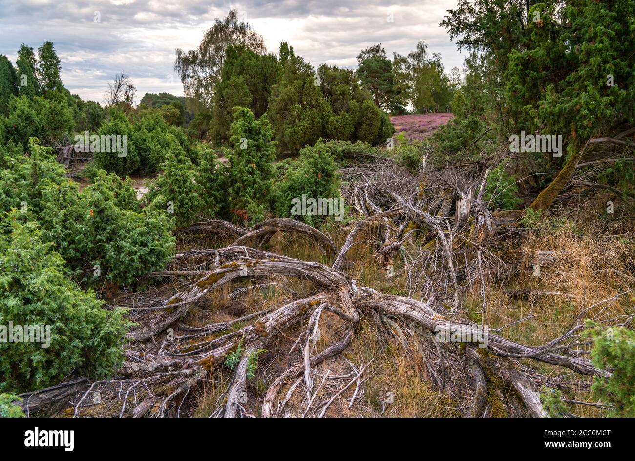 Die Weststruper Heide, im Naturpark hohe Mark Westmünsterland, bei Haltern am See, Heideblühzeit, NRW, Deutschland Stockfoto