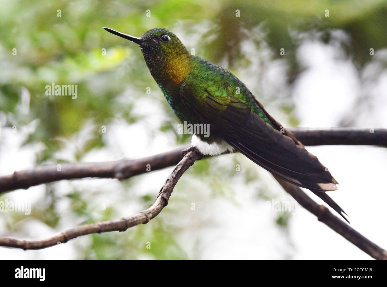 Goldbrusttaucher (Eriocnemis mosquera) im Yanacocha Naturschutzgebiet, westlicher andenhang, in Ecuador. Auf einem Ast. Stockfoto