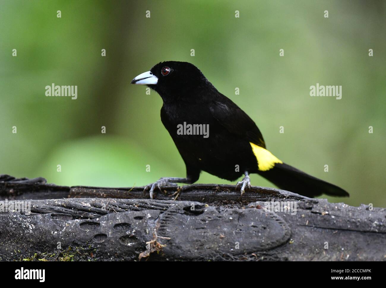 Männlicher Tanager mit Zitronenrumpf (Ramphocelus icteronotus) im Mashpi-Reservat am westlichen andenhang Ecuadors. Stockfoto