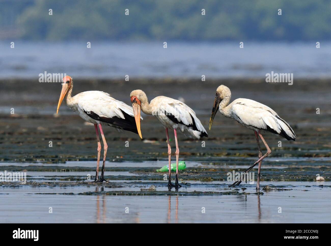 Zwei Erwachsene und ein unreifer Milchstorch (Mycteria cinerea) stehen auf Wattflächen in der Bucht von Jakarta, auf Java, Indonesien. Stockfoto