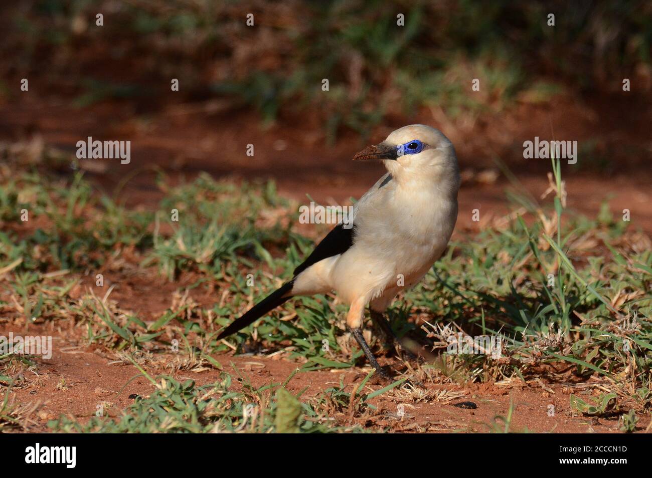 Stresemanns Buschkrähe (Zavattariornis stresemanni) steht auf dem Boden bei Yabello in Äthiopien. Stockfoto