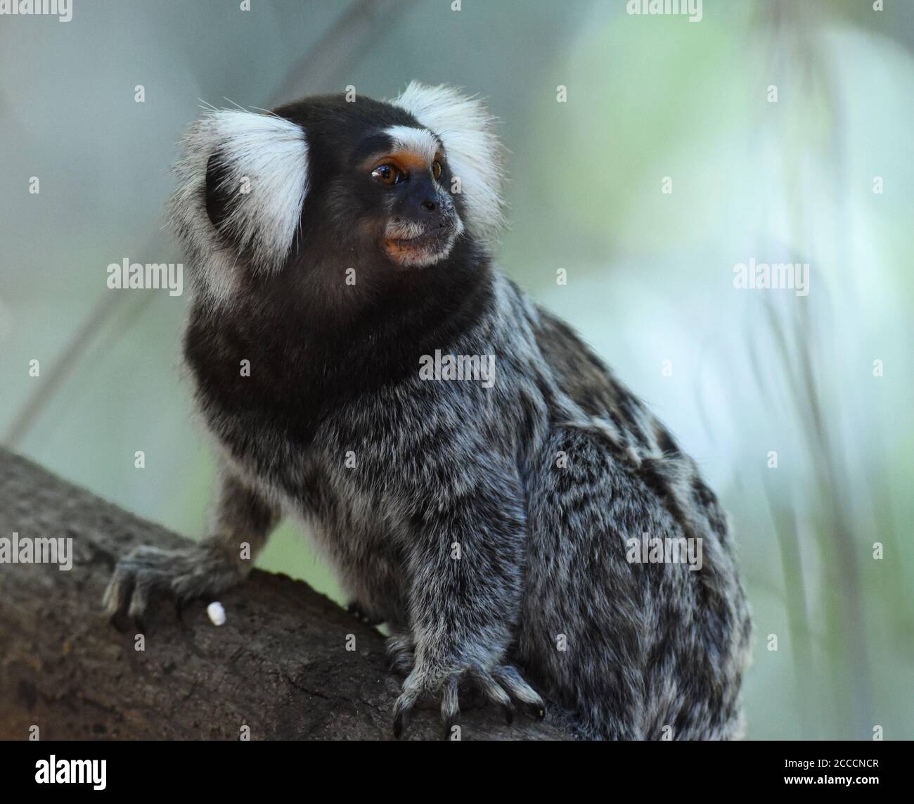Buffy-tufted Marmoset (Callithrix aurita), auch bekannt als die buffy tufted-ohr oder weiß-ohrigen Murmeltier, thront in einem Baum in Arajara Parque, Crato, Bra Stockfoto