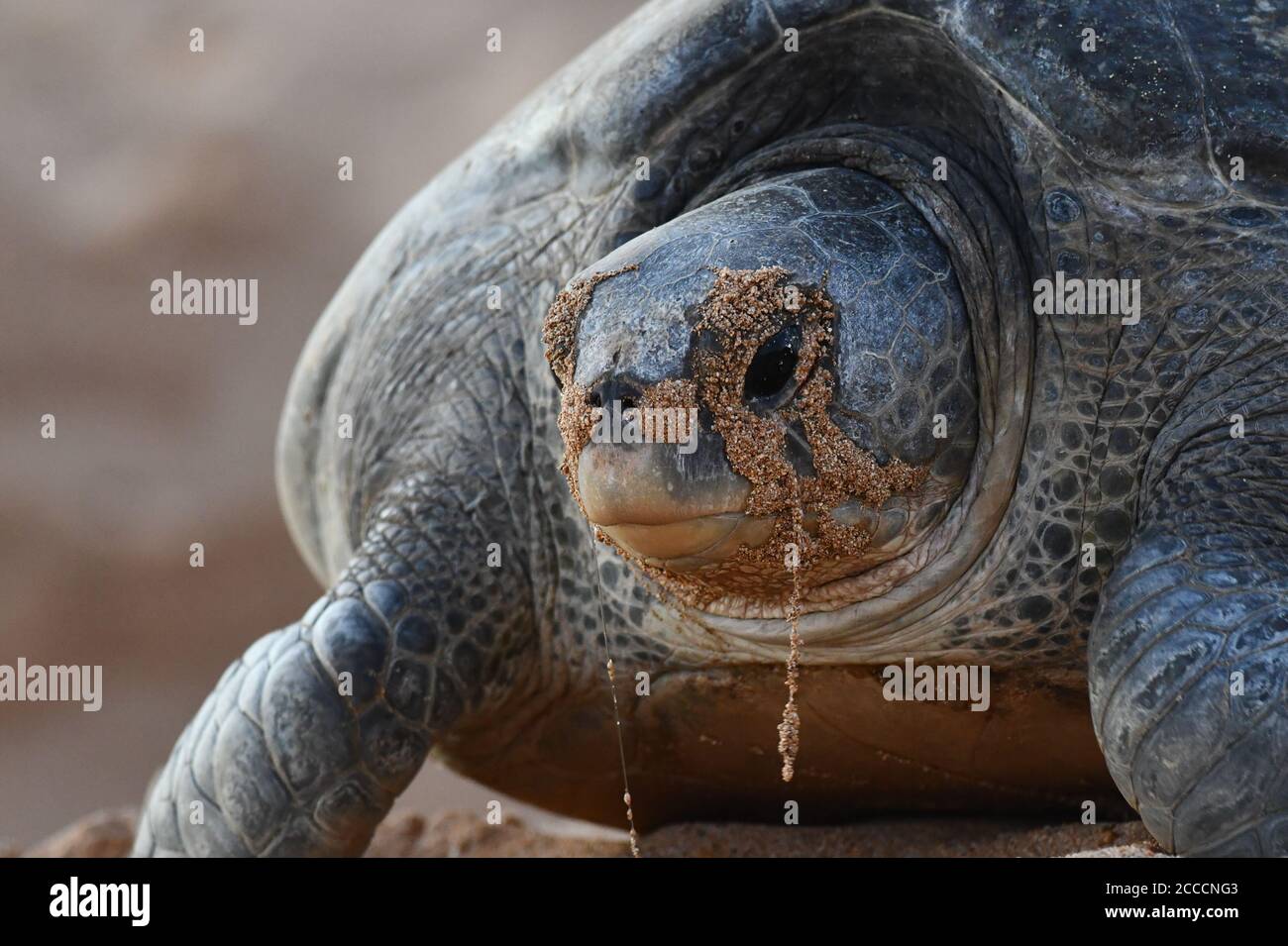 Grüne Meeresschildkröte (Chelonia mydas) am Strand von Ascension Island im zentralen Atlantik. Sie wandern lange Strecken zwischen Futtergründen und Stockfoto