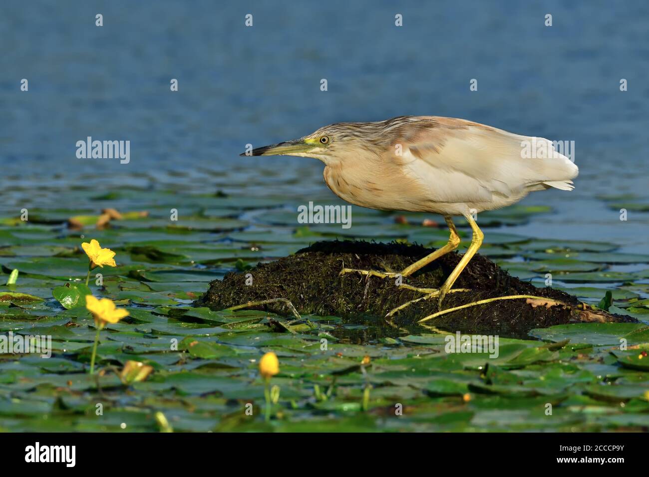 Squacco Reiher (Ardeola ralloides) bereit zu fischen Stockfoto