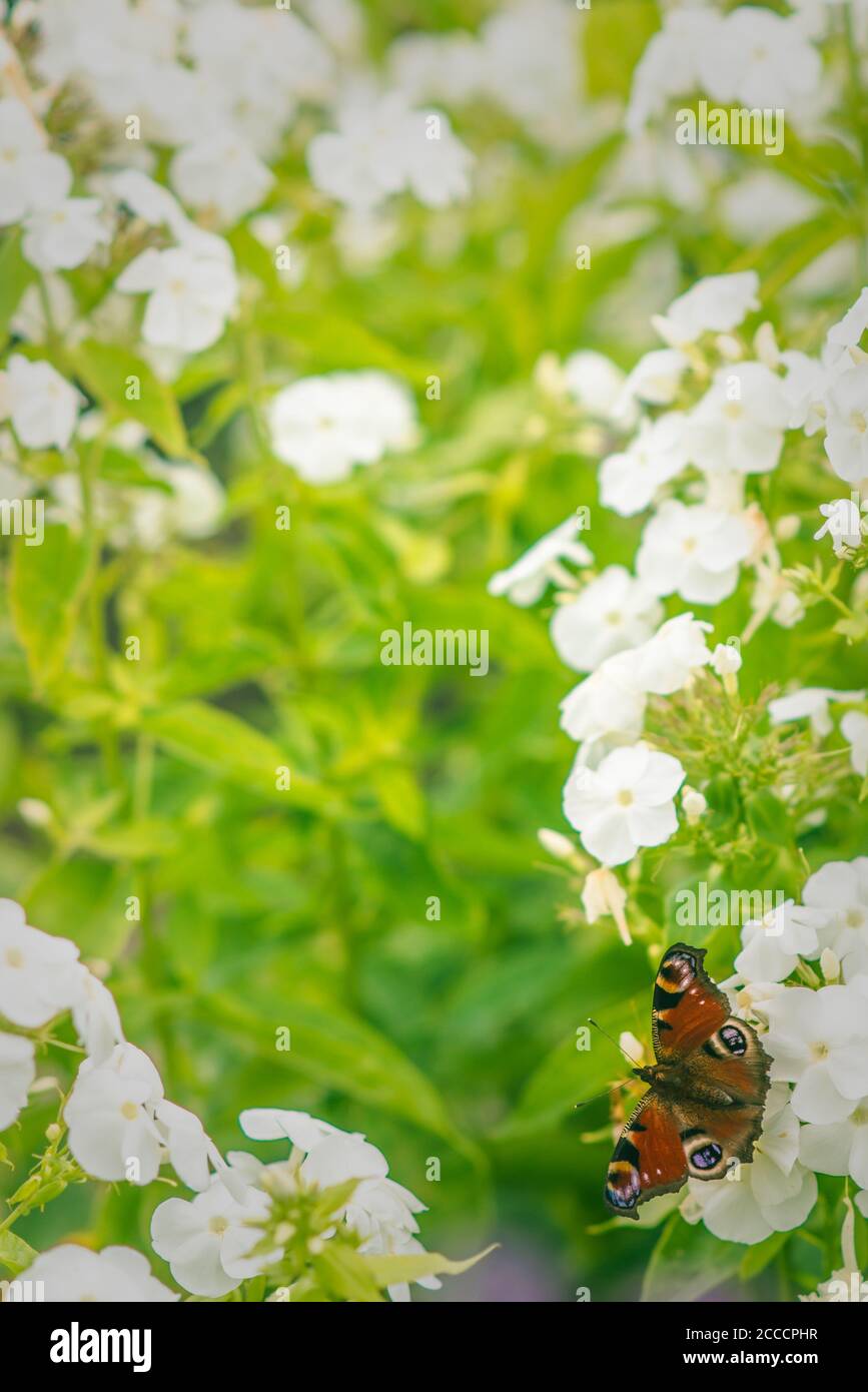 Garten Hintergrund mit Pfau Schmetterling und verschwommen weißen Blumen in Der Hintergrund für den Kopierbereich Stockfoto