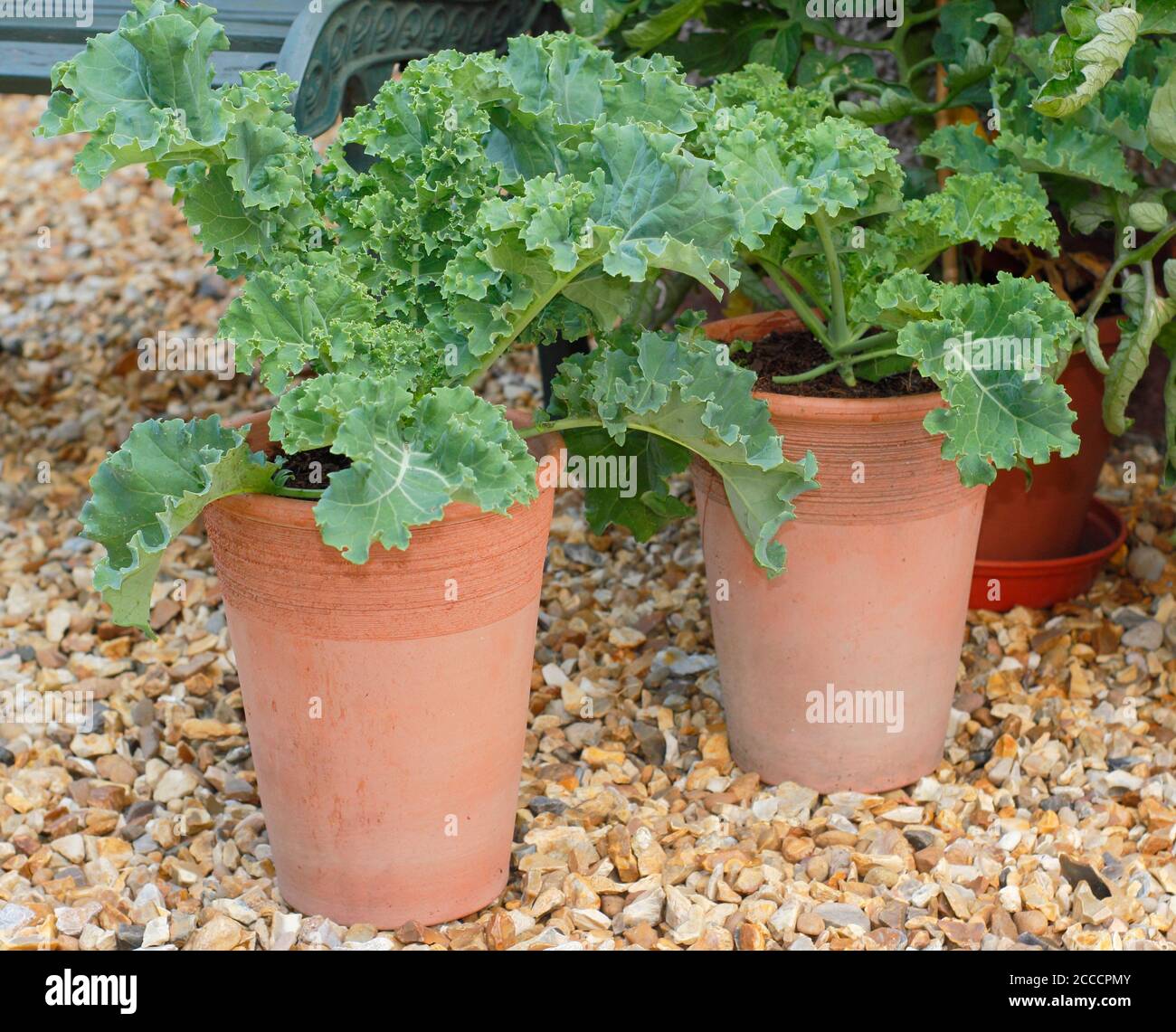 Brassica oleracea 'Zwerggrün gewellt'. Grünkohl in Töpfen im Garten eines Vorstadthauses anbauen. VEREINIGTES KÖNIGREICH Stockfoto