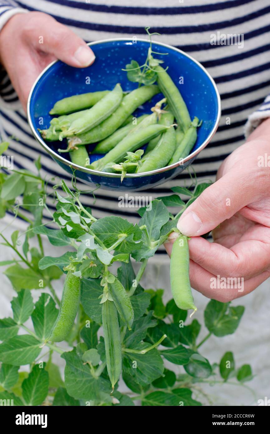 Pisum sativum 'Kelvedon Wonder'. Im Sommer in einem Vorstadtgarten Erbsen pflücken. VEREINIGTES KÖNIGREICH Stockfoto