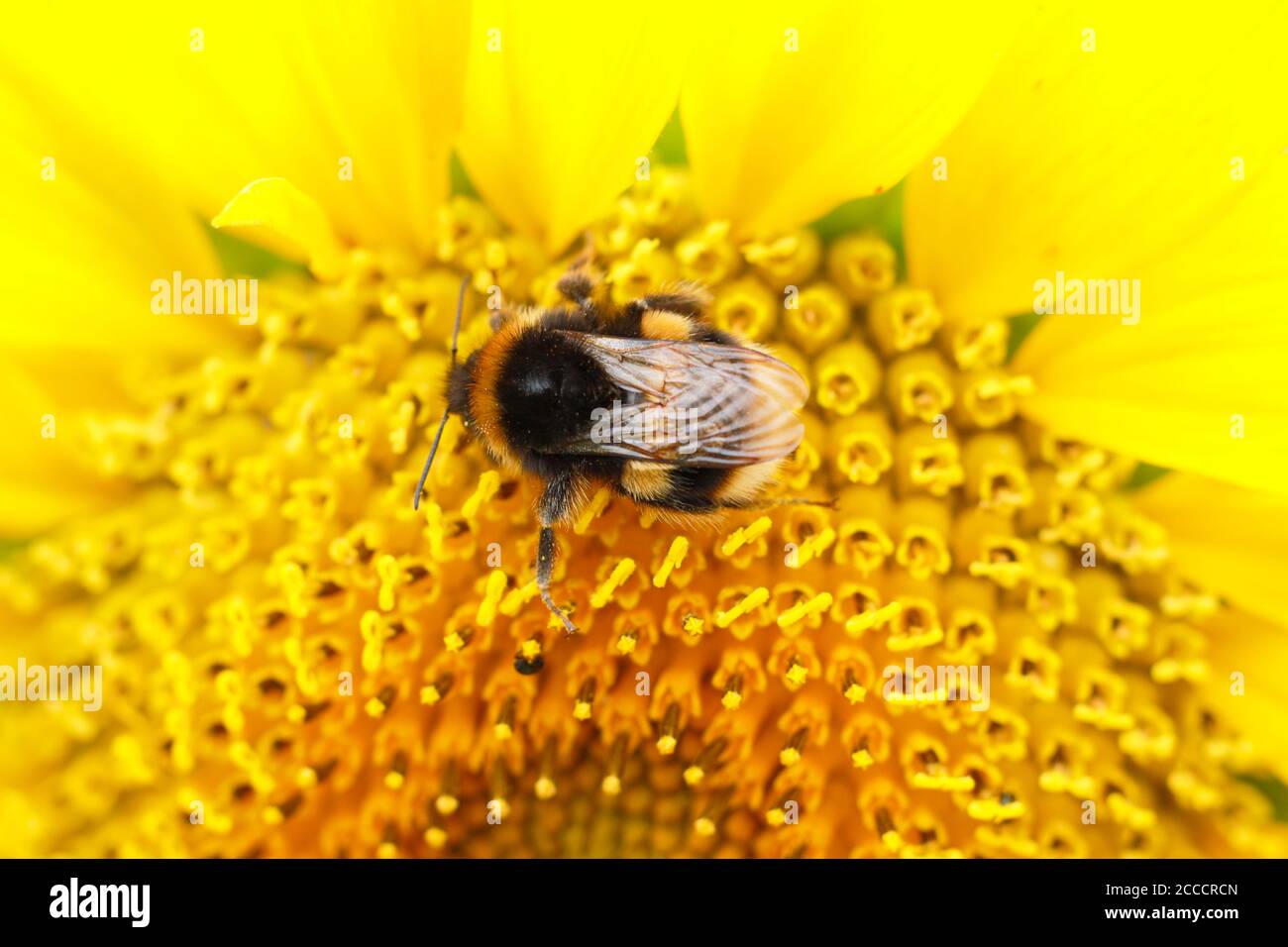 Hummel sammelt Nektar auf einer Sonnenblume in einem Spätsommergarten. VEREINIGTES KÖNIGREICH Stockfoto