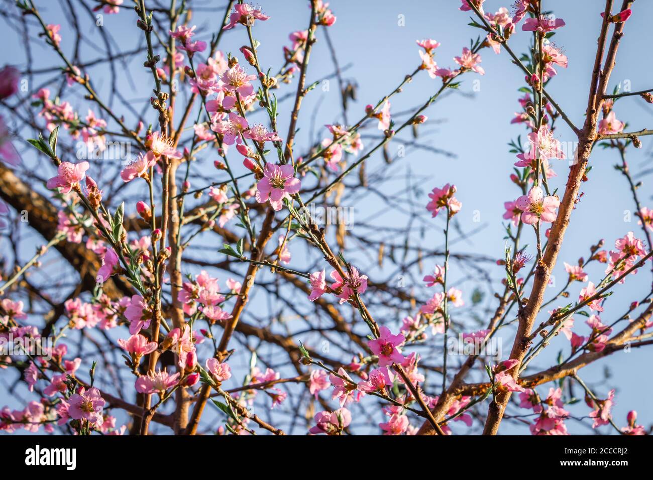 Nahaufnahme einer rosa-weißen japanischen Kirschblüte (Prunus serrulata) in einem Garten, Kapstadt, Südafrika Stockfoto