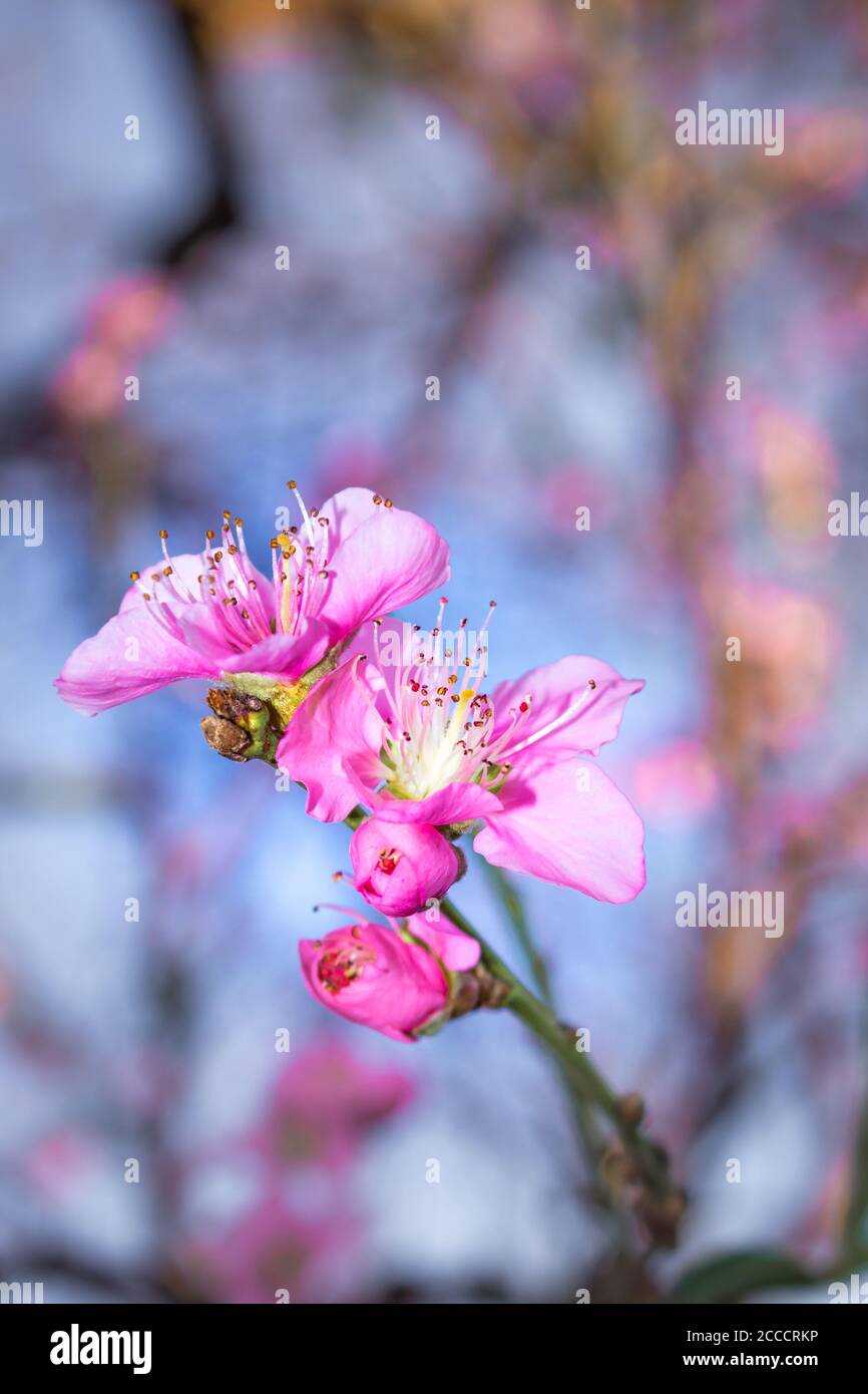 Nahaufnahme einer rosa-weißen japanischen Kirschblüte (Prunus serrulata) in einem Garten, Kapstadt, Südafrika Stockfoto