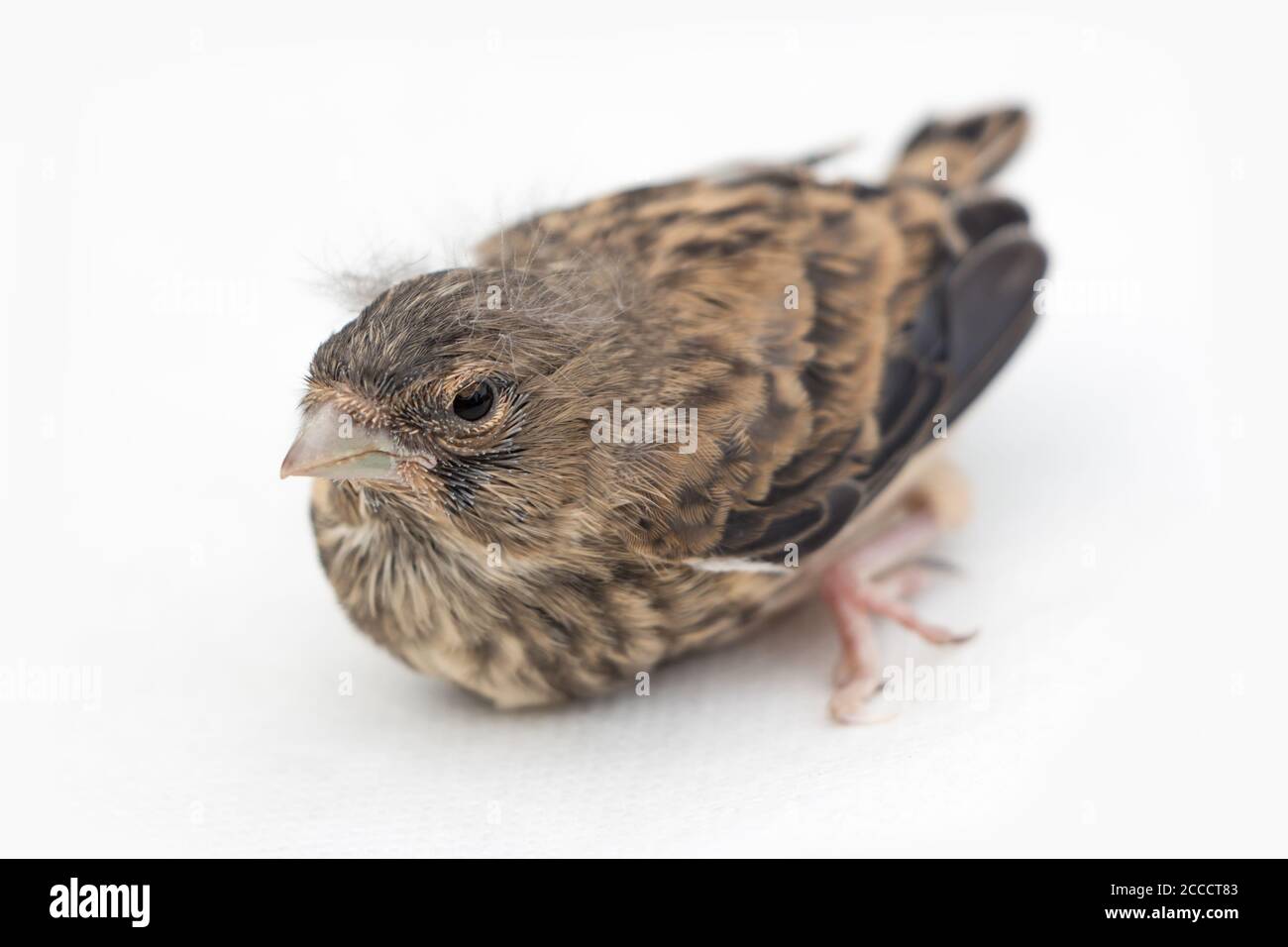 Liederdrossel schmiegt sich an, kleiner Vogel auf weißem Hintergrund, geringe Schärfentiefe Stockfoto