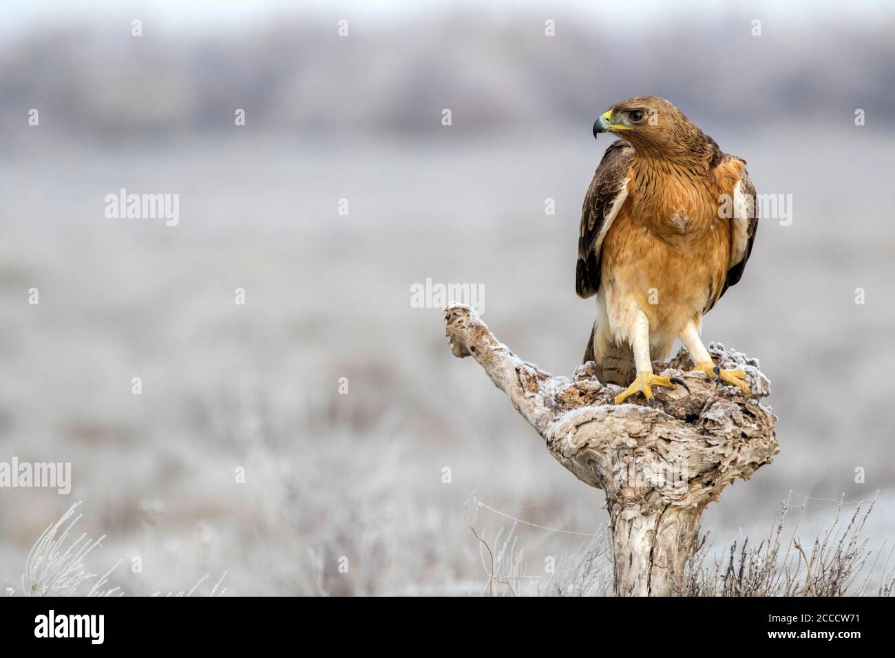 Der unreife Bonelli's Eagle (Aquila fasciata) liegt in der Nähe von Toledo in Spanien. Stockfoto