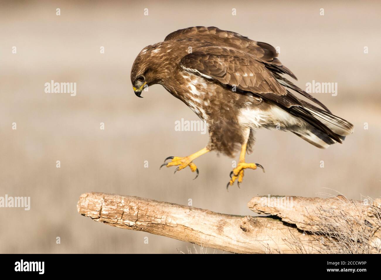 Buzzard (Buteo buteo) auf einer Zweigstelle in der Nähe von Toledo in Spanien. Stockfoto