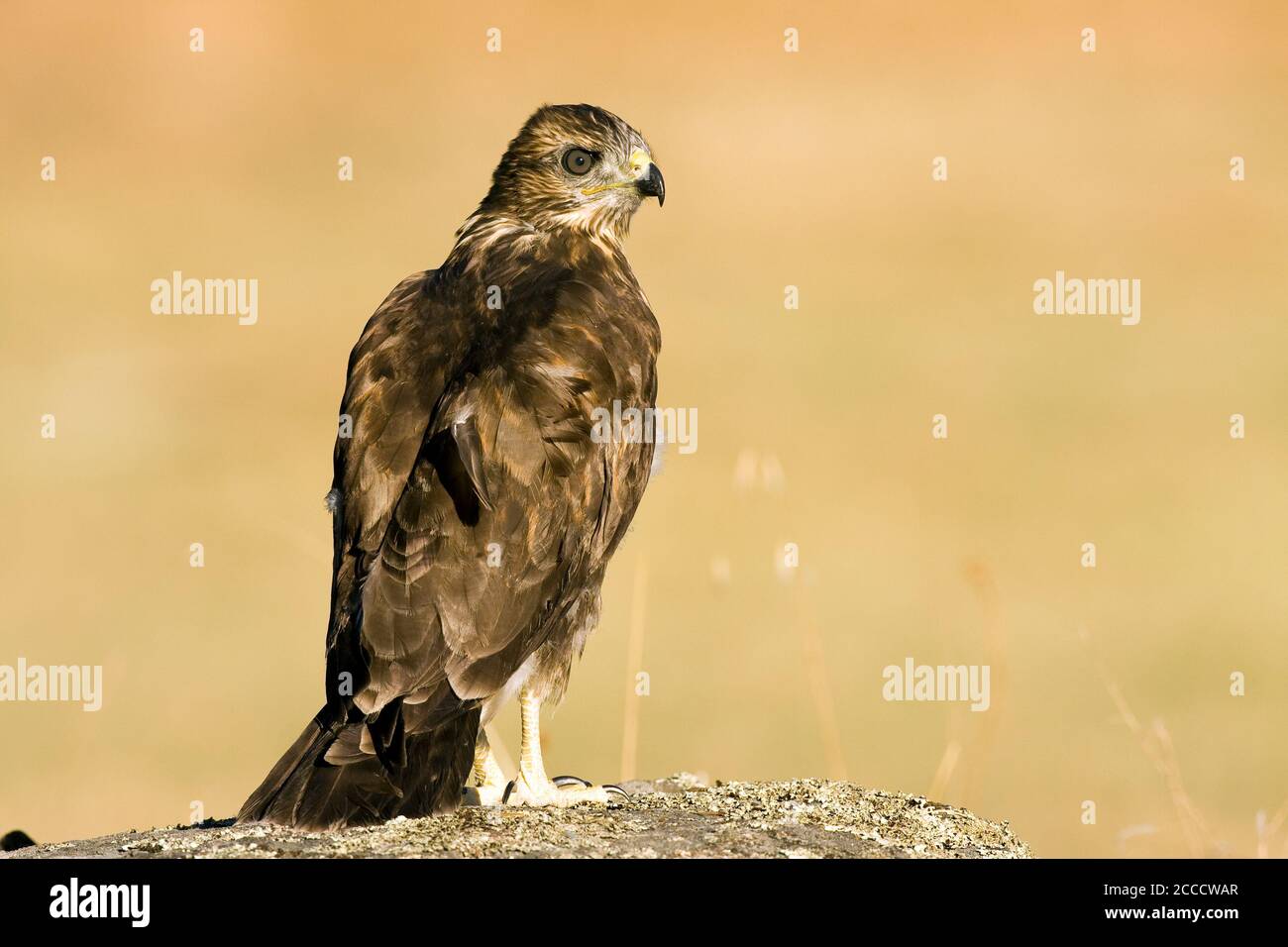 Gemeiner Buzzard, Buteo buteo) auf einer Mauer in der Nähe von Toledo in Spanien. Stockfoto