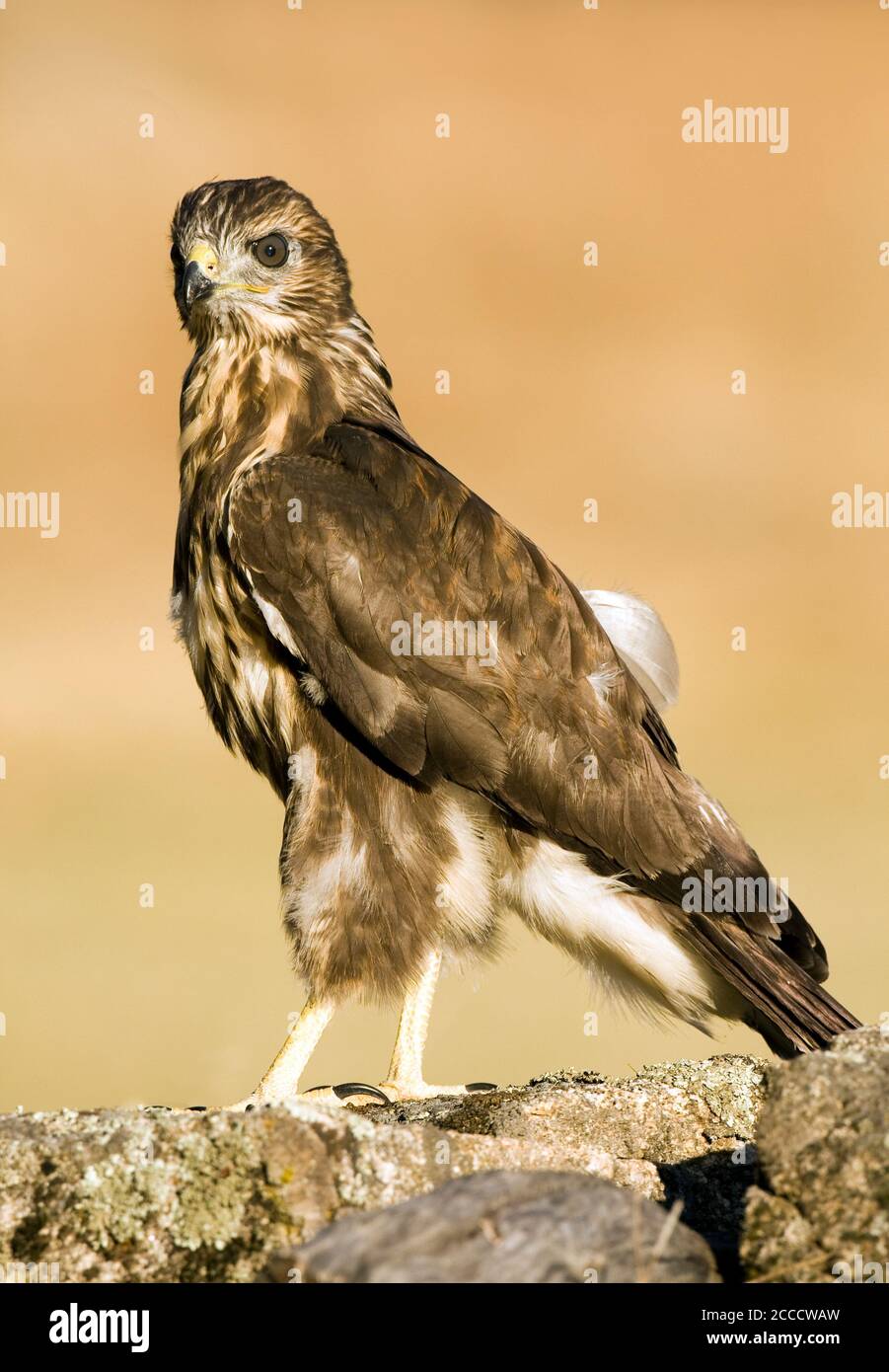 Gemeiner Buzzard, Buteo buteo) auf einer Mauer in der Nähe von Toledo in Spanien. Stockfoto