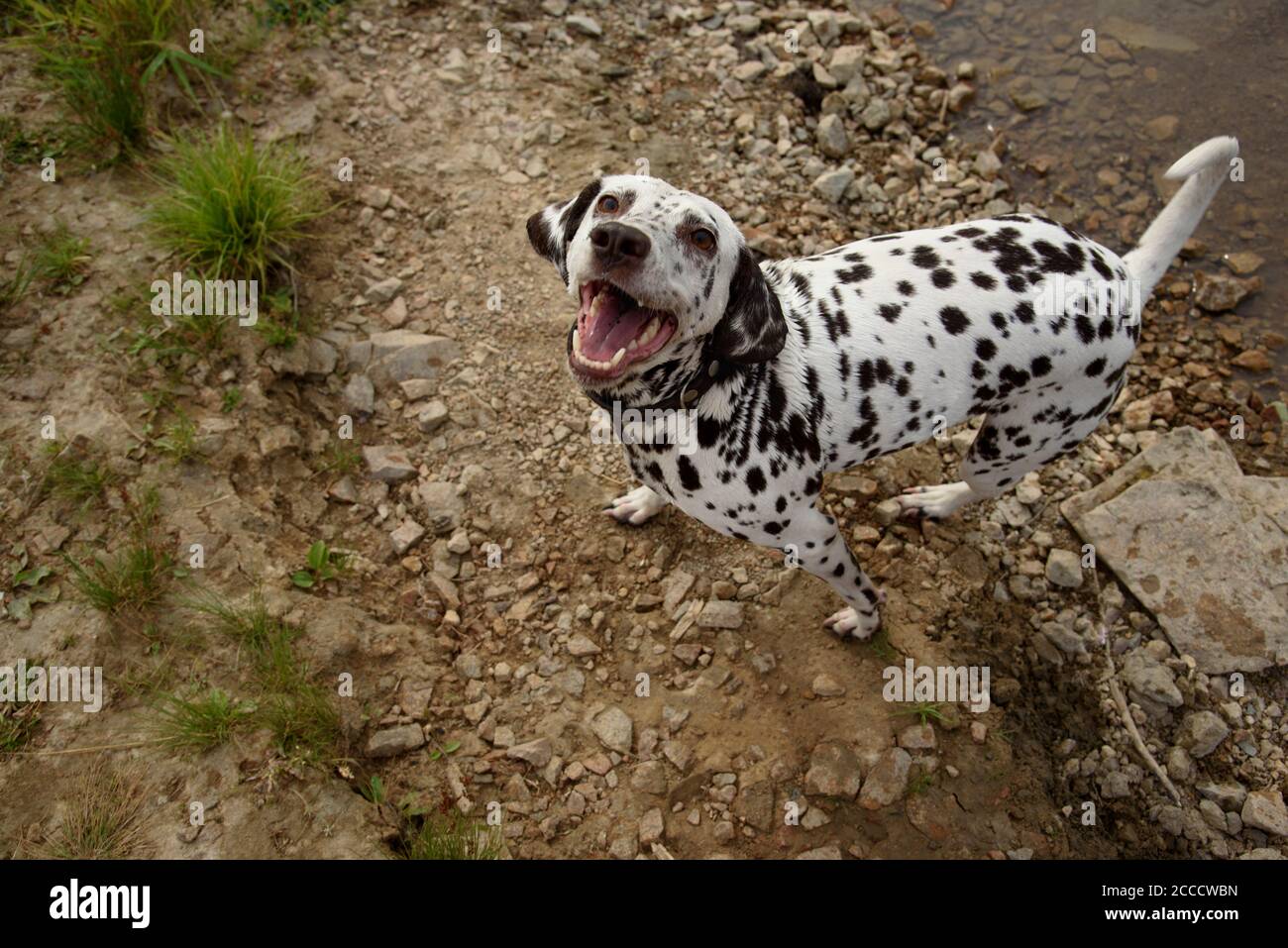 Glücklicher Hund auf einem Spaziergang schaut auf den Besitzer. Stockfoto