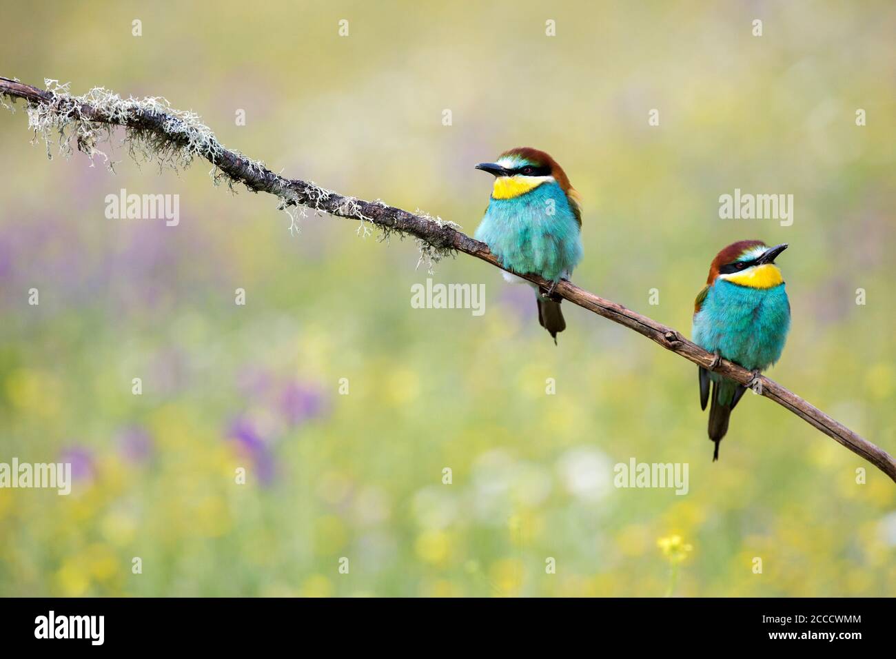 Europäischer Bienenfresser (Merops apiaster) Zwei auf einer Zweigstelle in Cordoba (Spanien) Stockfoto