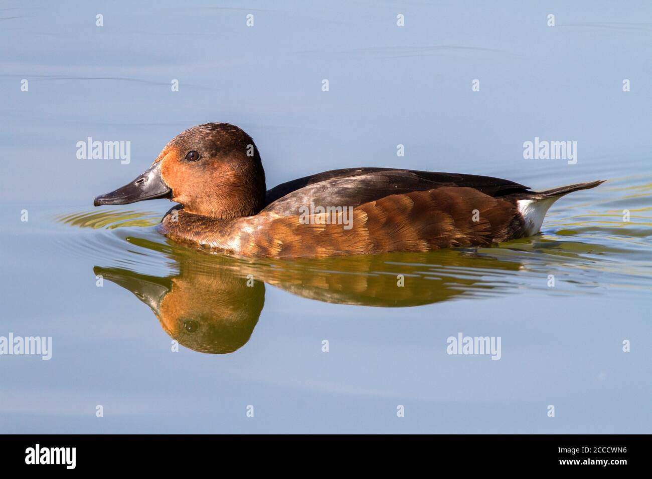 Weibliche Ferrugineente, Aythya nyroca) Schwimmen in einer Süßwasserlagune im Daimiel Nationalpark, Spanien Stockfoto