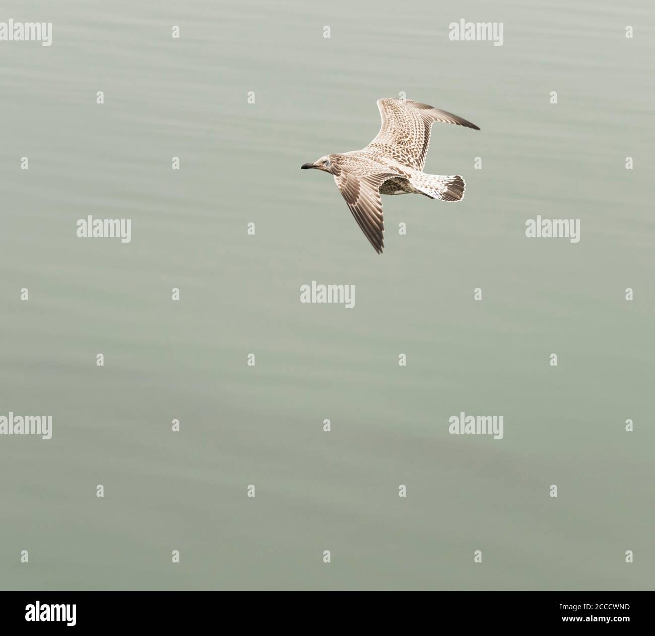 Eine einzelne junge Möwe im Flug über das Meer hinein Nordwales, England, Großbritannien Stockfoto