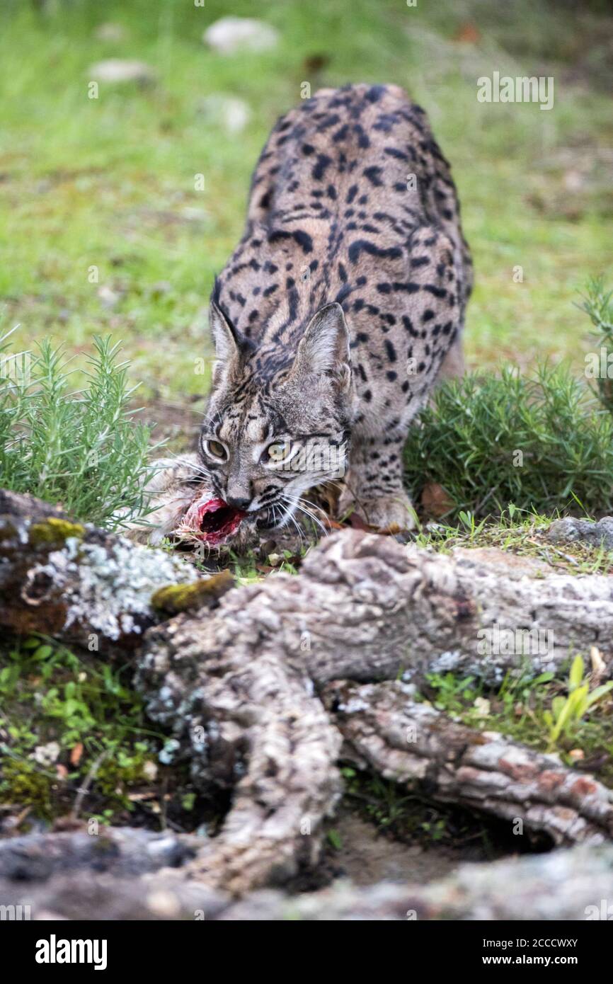 Iberischer Luchs (Lynx Pardinus) in Cordoba, Spanien. Essen es ist gefangen Kaninchen. Stockfoto