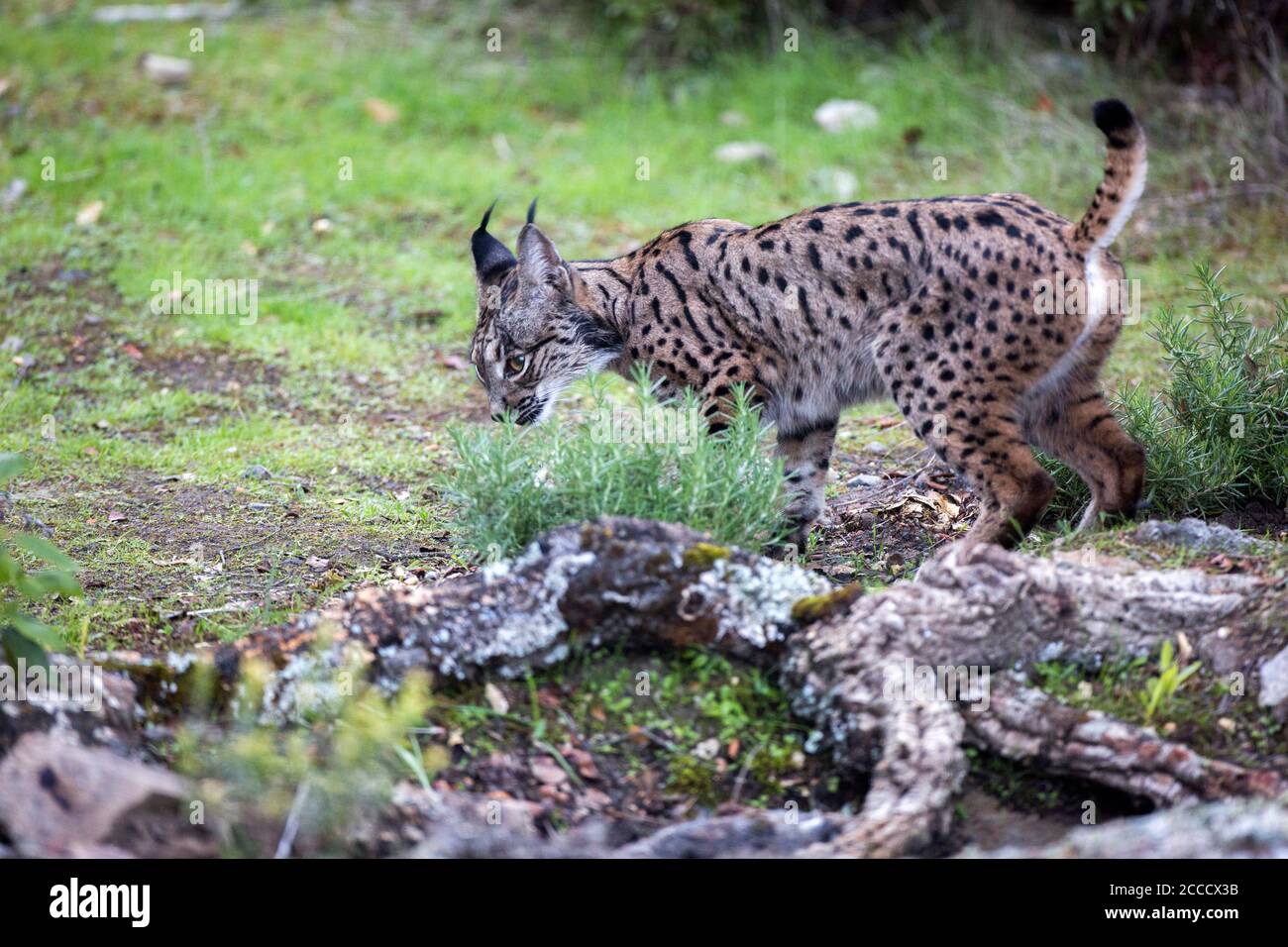 Iberischer Luchs (Lynx Pardinus) in Cordoba, Spanien. Urinieren, um sein Gebiet zu markieren. Stockfoto