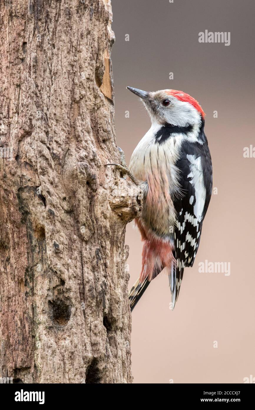 Mittelfleckige Spechte (Dendrocoptes medius) in wildem Wald in Bialowieza, Polen. Stockfoto