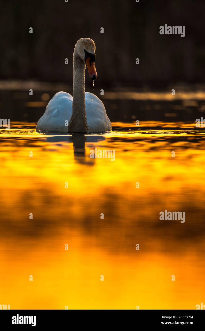 Muter Schwan (Cygnus olor) Schwimmen in einem See im Donaudelta in Rumänien. Fotografiert mit Hintergrundbeleuchtung. Stockfoto