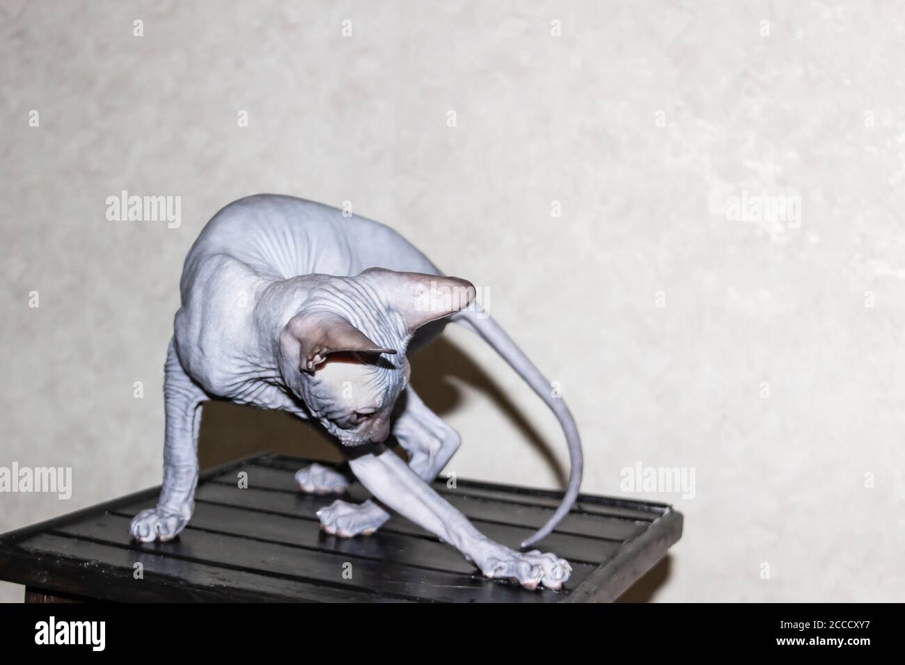 Sphinx graue Katze spinnt und spielt auf einem dunklen Hocker. Schöne haarlose Sphynx grau Kätzchen bewegt und springen Stockfoto