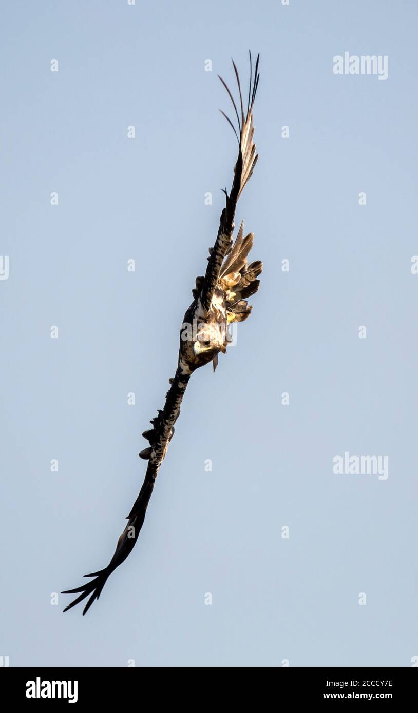 Subadult Spanischer Kaiseradler (Aquila adalberti) im Flug über dem Guadarrama Nationalpark in Spanien. Stockfoto