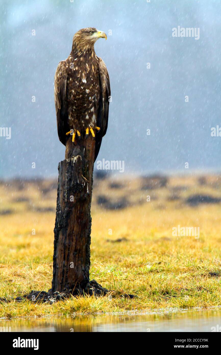 Subadulter Seeadler (Haliaeetus albicilla) auf einem Holzpfahl in der Nähe von Kutno in Polen. Im Regen sitzen. Stockfoto