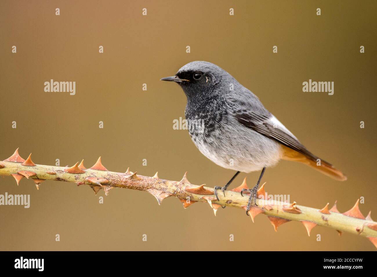 Schwarzer Rottanz (Phoenicurus ochruros) Männchen thront auf einem Zweig mit Dornen Stockfoto