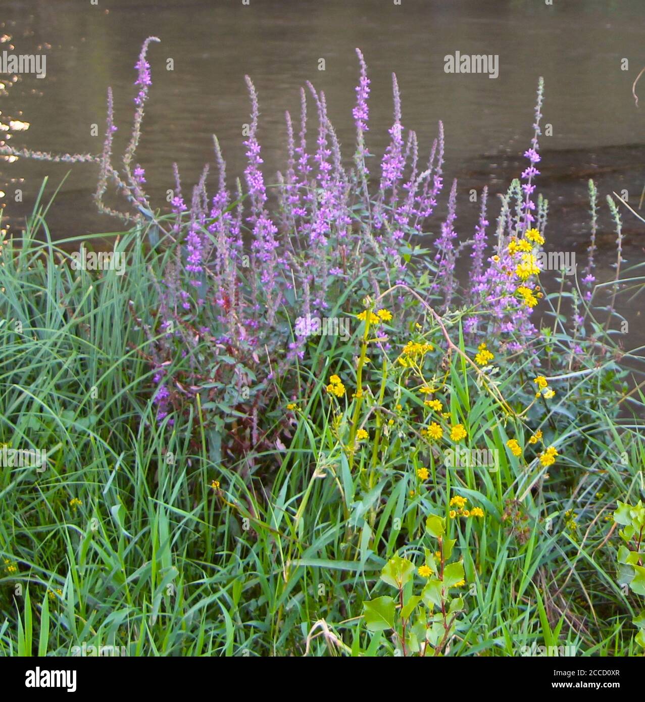 Mais Ringelblume Schilf und nicht identifizierte lang gestielte lila blühenden Pflanzen Wildwuchs durch den Fluss Pisuerga Lantadilla Palencia Spanien Stockfoto