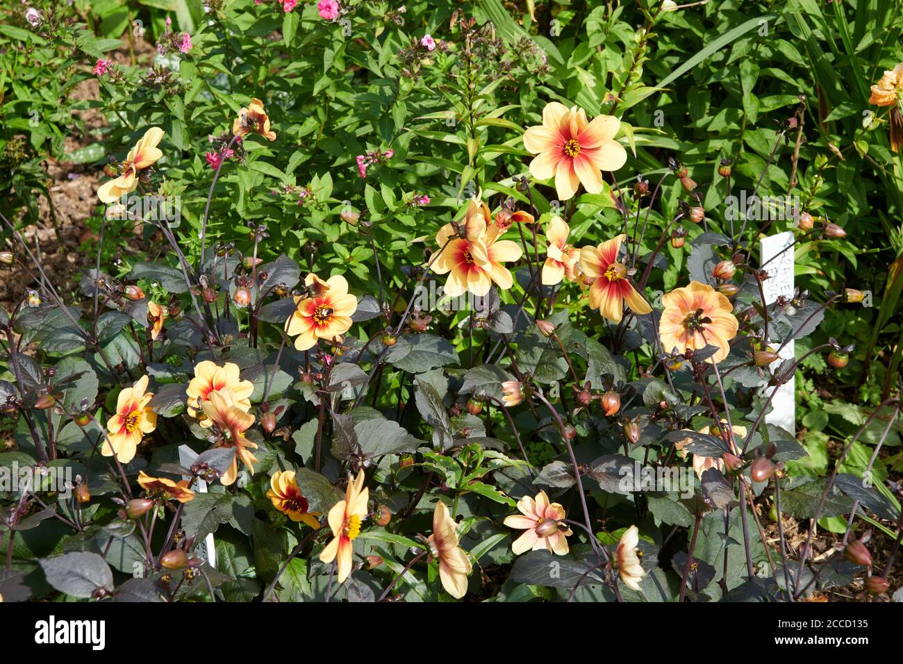 Dahlie (Dahlia Pinnata) Stockfoto