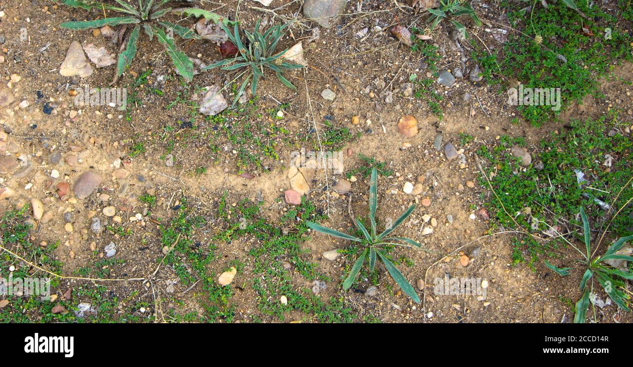 ANT erstellt Pfad durch Boden Laub durch rückwärts gehen und Ständig vorwärts, um Nahrung und Material für ihr Nest zu sammeln Stockfoto