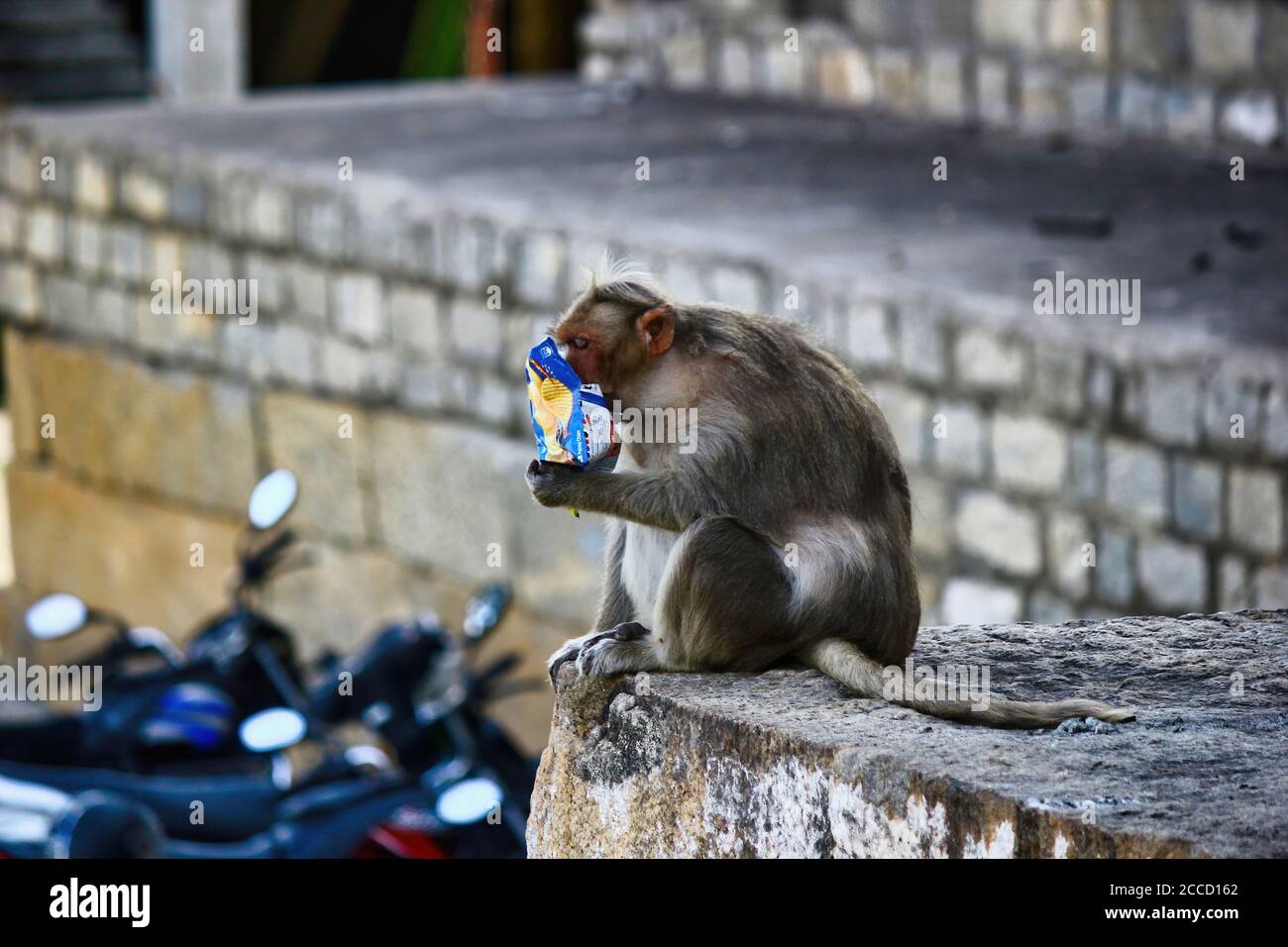 Ein Affe essen Kartoffelchips in Bangalore Stadt befindet sich in Südindien Stockfoto