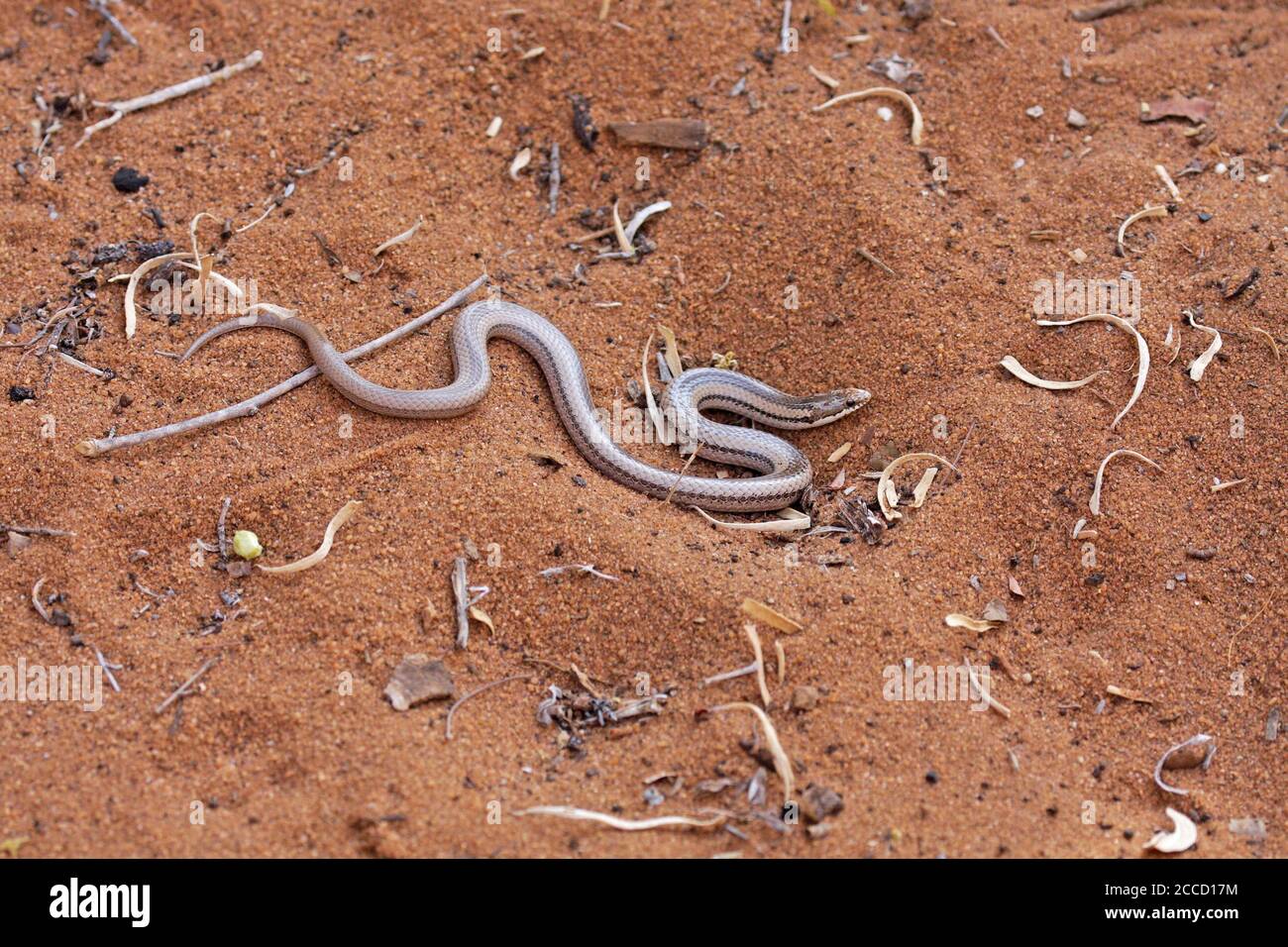 Liophidium chabaudi entlang der trockenen Waldboden an der Westküste. Eine endemische Schlange auf der Insel Madagaskar und unbedenklich für den Menschen. Stockfoto