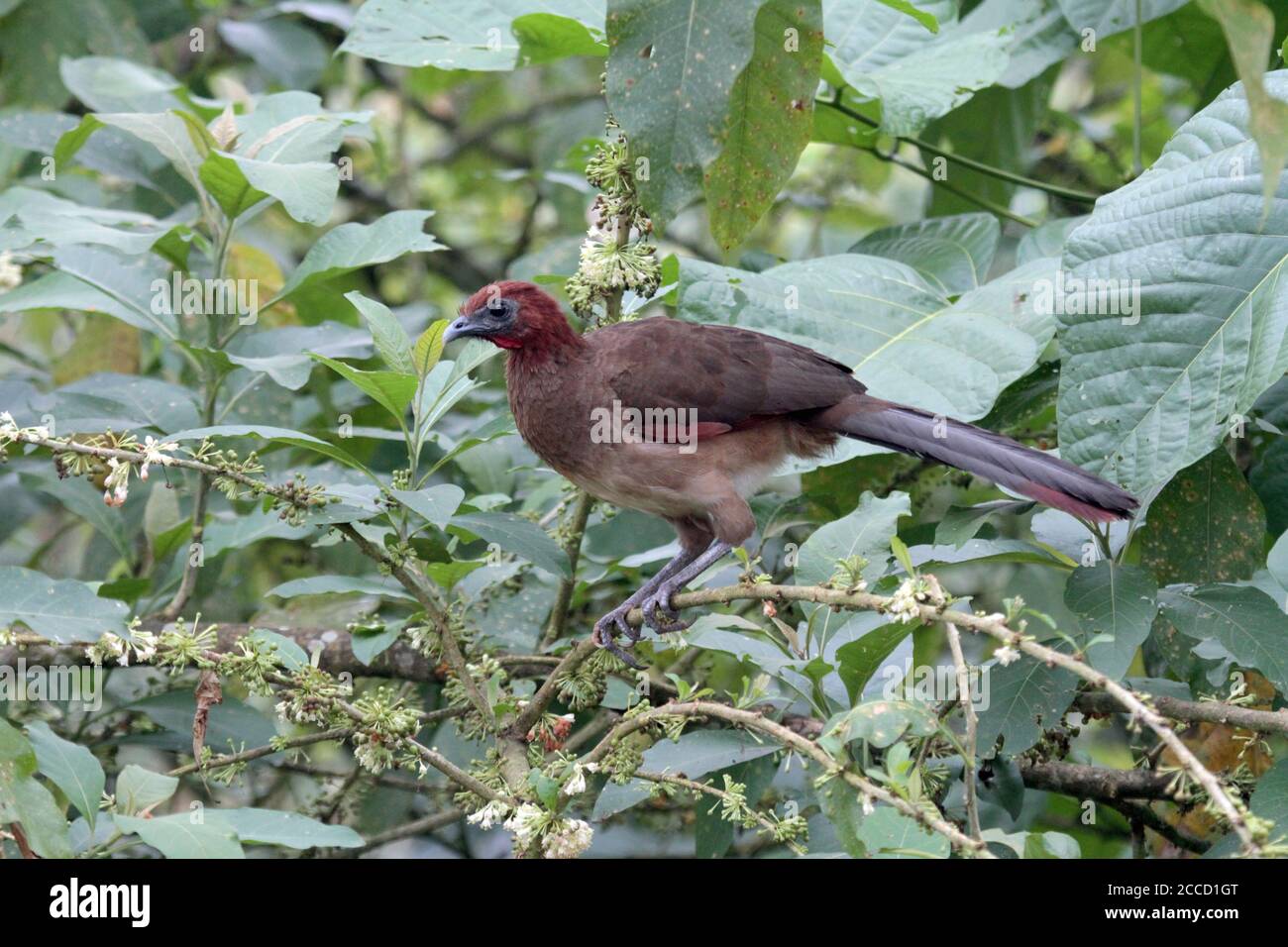 Rufous-headed Chachalaca (Ortalis erythroptera) thront in Baum in tropischen Wäldern in Ecuador. Stockfoto