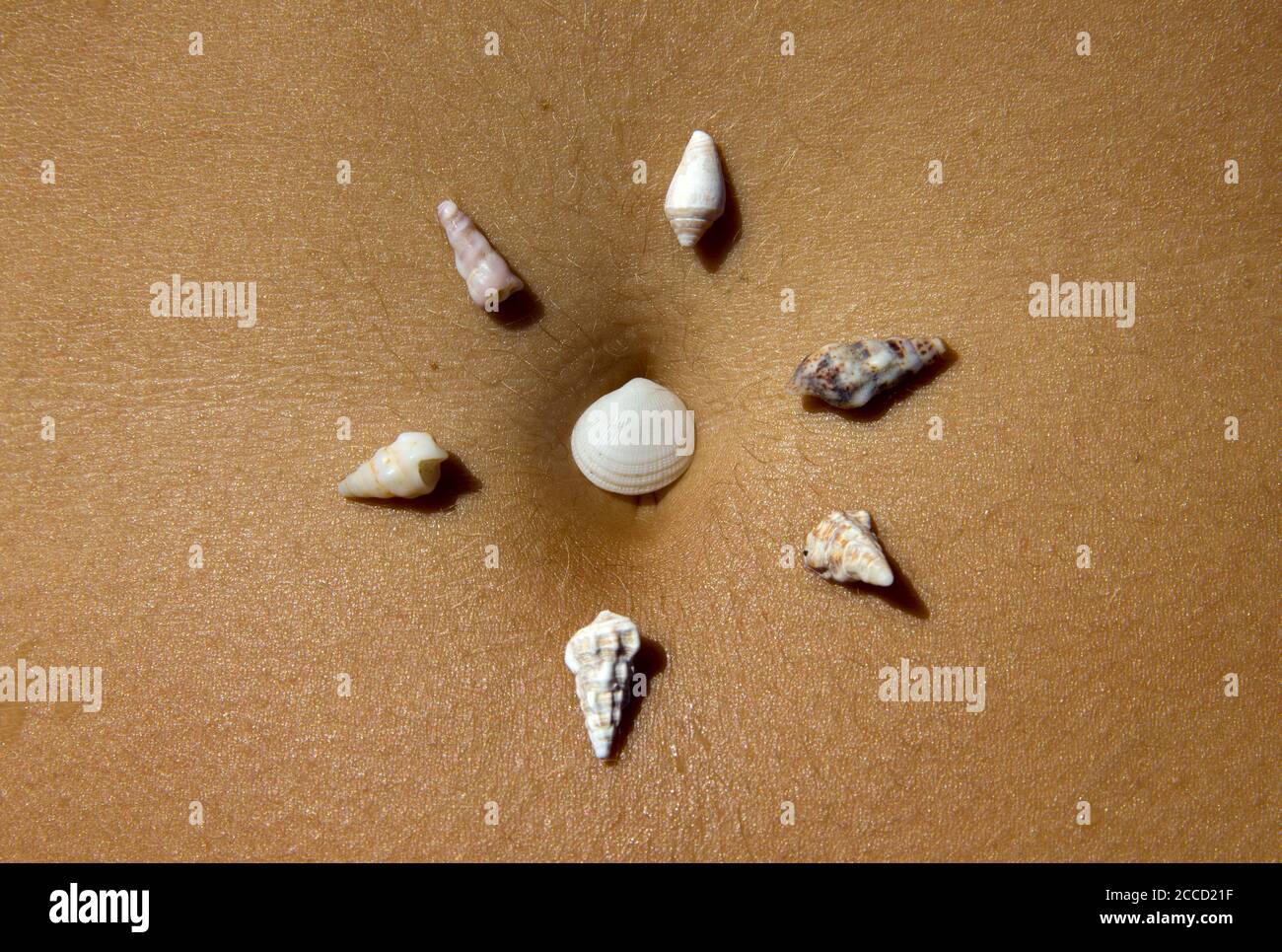 Muscheln auf Sonnenbaden Stockfoto