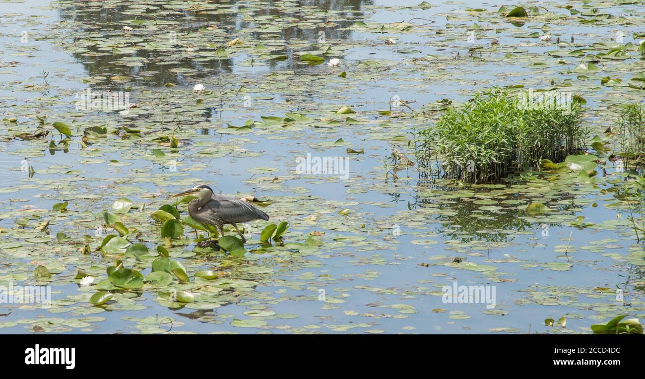 Heron Angeln in Feuchtgebiet Teich mit Seerosen in seinem natürlichen Lebensraum. Stockfoto