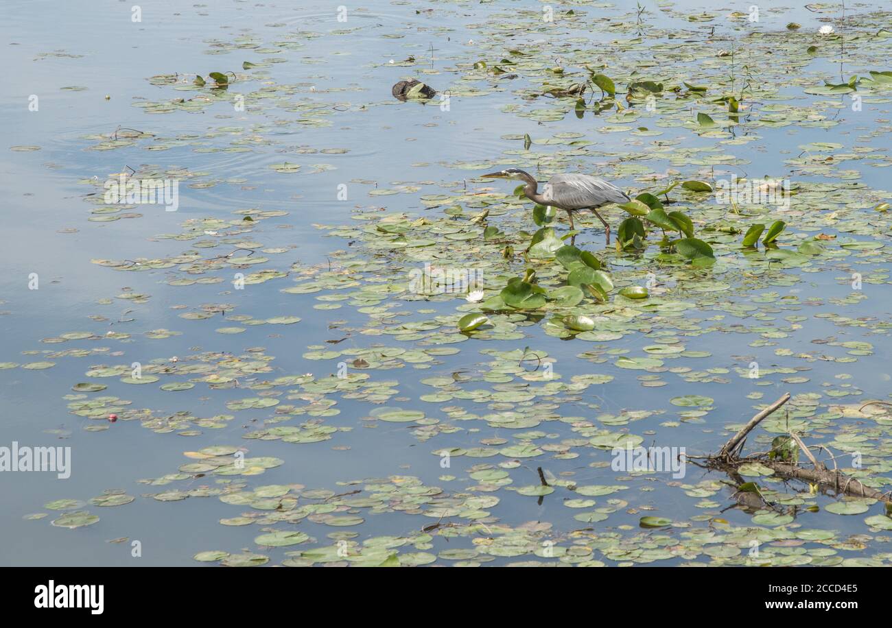 Heron Angeln in Feuchtgebiet Teich mit Seerosen in seinem natürlichen Lebensraum. Stockfoto