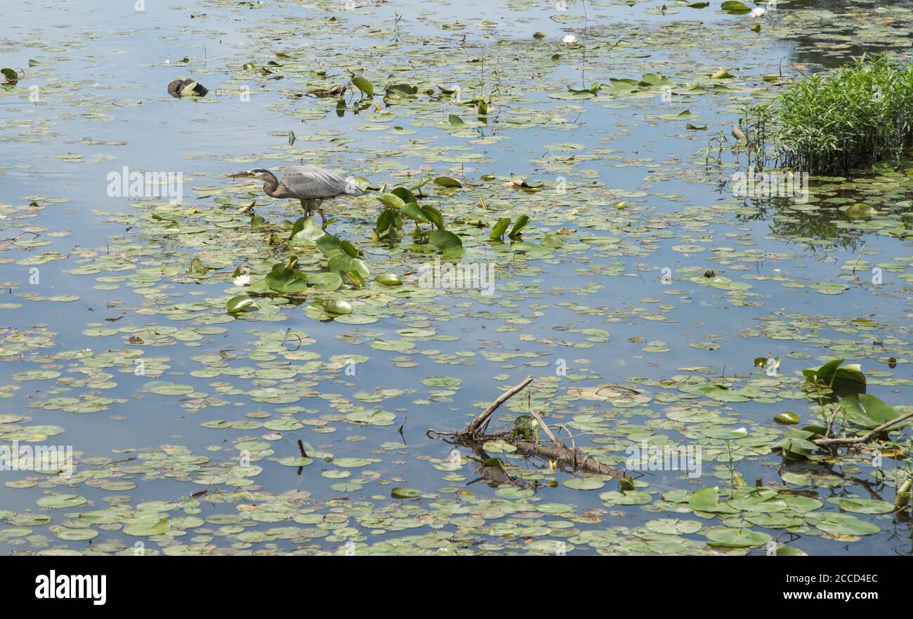 Heron Angeln in Feuchtgebiet Teich mit Seerosen in seinem natürlichen Lebensraum. Stockfoto