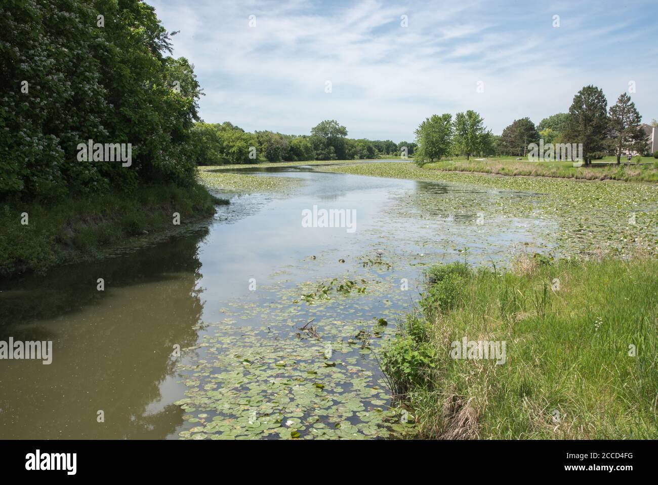 Feuchtgebiet See mit Seerosen und einem grauen Reiher umgeben von Laubwäldern in Aurora, Illinois Stockfoto