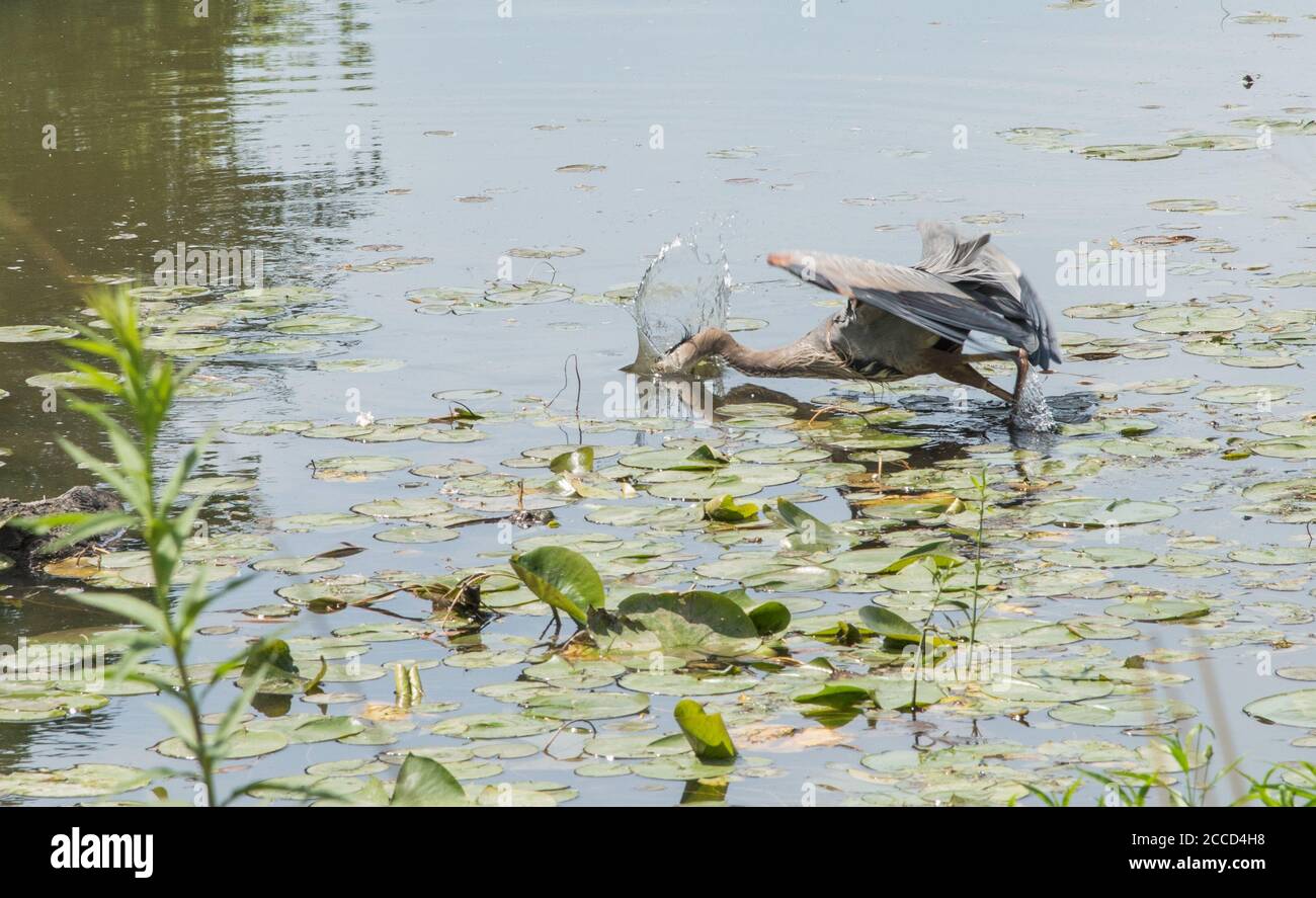 Action-Aufnahme von wilden Reiher Angeln in Feuchtgebiet Teich mit Seerosen in seinem natürlichen Lebensraum. Stockfoto