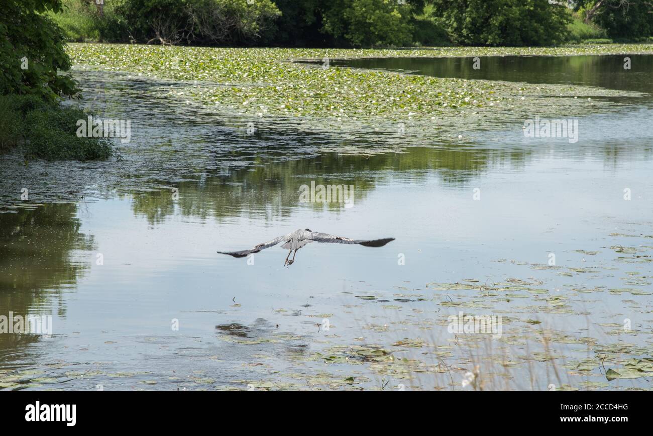 Heron im Flug über Feuchtgebiet See in seinem natürlichen Lebensraum in Reserve in Aurora, Illinois Stockfoto